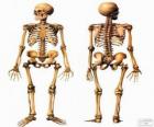 Ανθρώπινος σκελετός